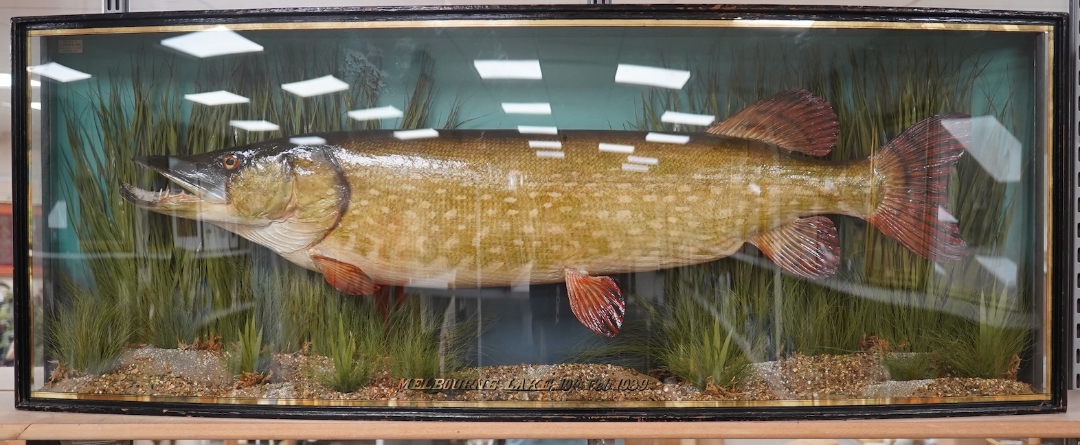 Taxidermy- J. Cooper & Sons pike, ‘MELBOURNE LAKE 19th Feb. 1939’, bowfront case, 120cm wide. Condition - good, some wear to case